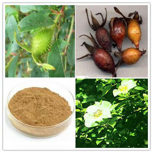 Cherokee Rose Fruit Extract