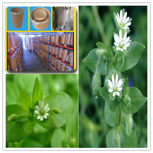 Chickweed extract