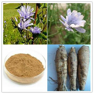 Chicory Root Extract