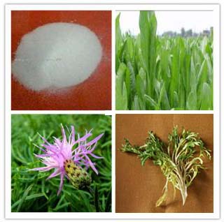 Chicory extract