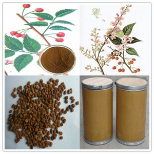 Chinese Bushcherry Seed Extract