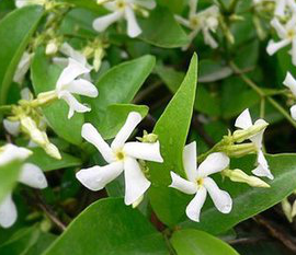 Chinese Starjasmine Stem Extract