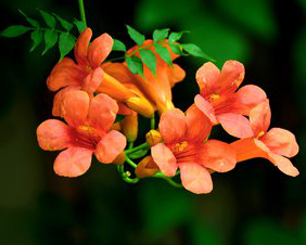 Chinese Trumpet Creeper Extract