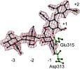 Chitinase