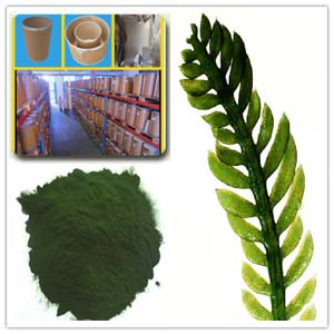 Chlorella Extract