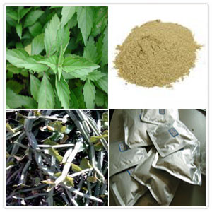 Cissus Quadrangularis Extract