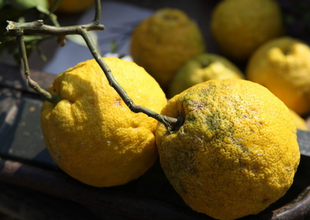 Citron Fruit Extract