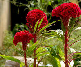 Cockscomb Flower Extract