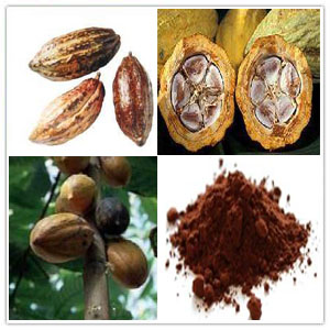 Cocoa extract