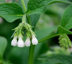 Comfrey Extract