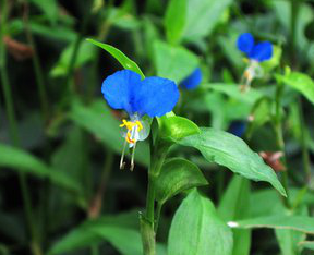 Common Dayflower Herb P.E.