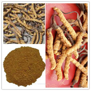 Cordyceps extract