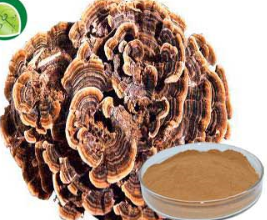 Coriolus versicolor Polysaccharide/Coriolus versicolor Extract