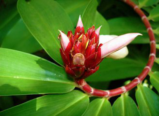 Costus cosmosus extract