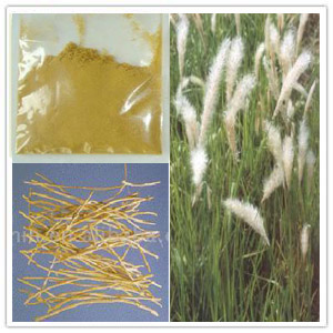 Lalang Grass Rhizome Extract(Couch grass Extract)