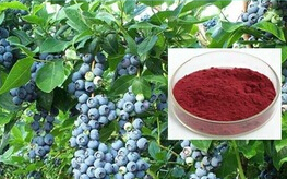 Cow berry Extract