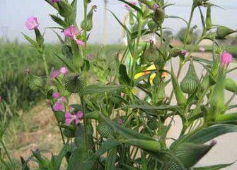 Cowherb Seed Extract