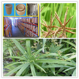 Cyperus Amuricus Extract