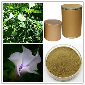 Datura Flower Extract