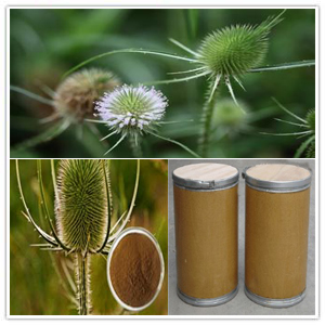 Dipsacus Root Extract