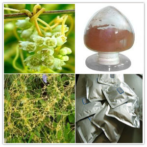 Dodder Seed Extract