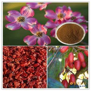 Dogwood Extract