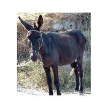 Donkey kidney extract