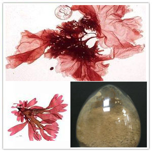 Dulse (Palmaria Palmata) extract