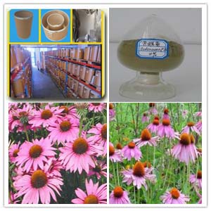 Echinacea purpurea extract