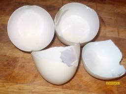 Eggshell membrane