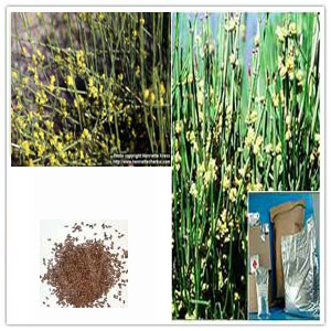 Ephedra Vulgaris Extract