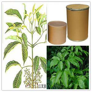 Evodia lepta extract