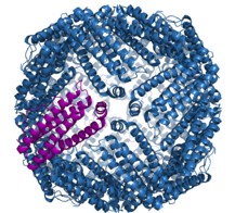 Ferritin