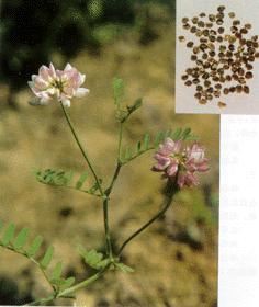 Flatstem Milkvetch Seed  extract