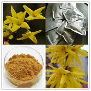 Forsythia Extract