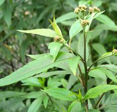 Fortutle Eupatorium Extract