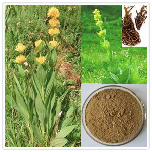 Gentian Root extract