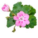 Geranium Essential Oil