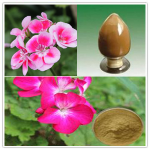 Geranium Extract