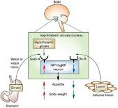 Ghrelin