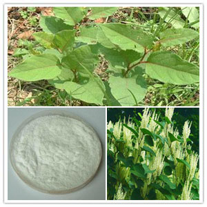 Giant Knotweed Extract