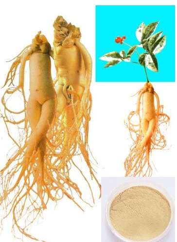 Ginseng Root Extract