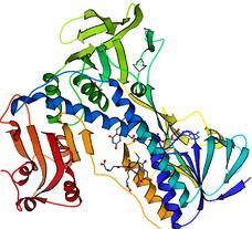 Glutathione reductase