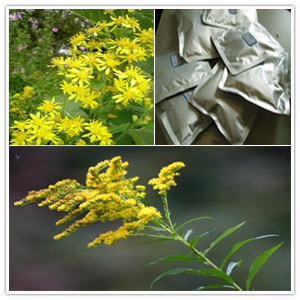 Goldenrod Extract