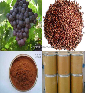 Grape Seed Extract