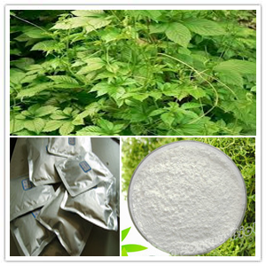 Gynostemma Plant Extract