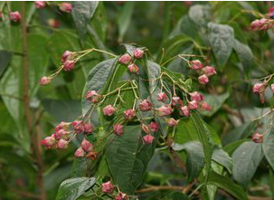 Harlequin Glorybower Extract