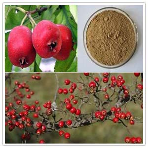 Hawthorn berry extract