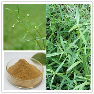 Hedyotis diffusa Extract