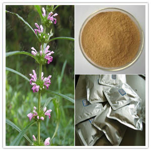 Herba Leonuri extract（Stachydrine hydrochloride）